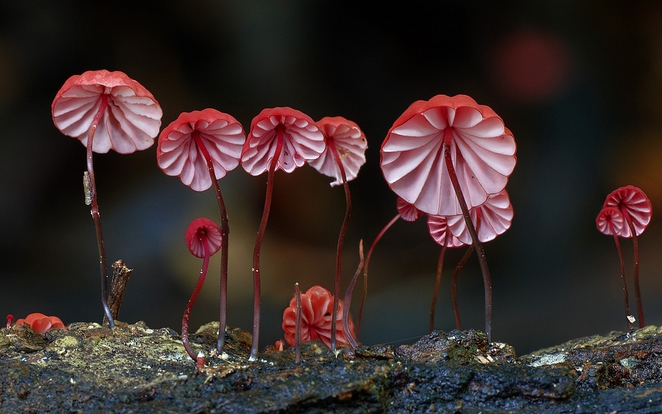 Удивительные грибы Австралии