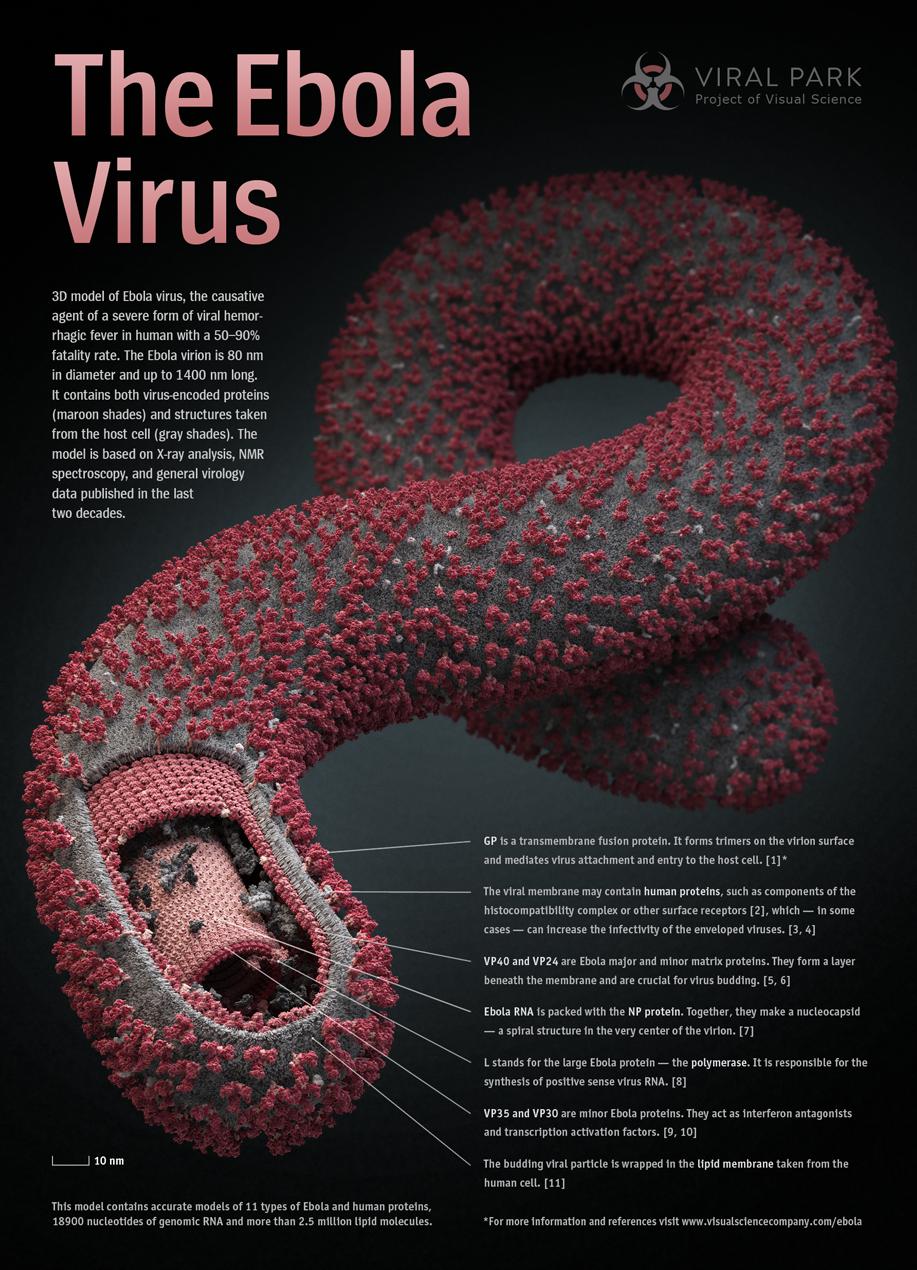 3D модель вируса Эбола