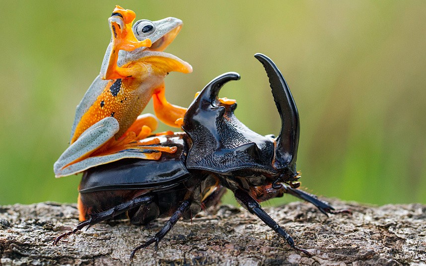 Лягушка в верхом на жуке